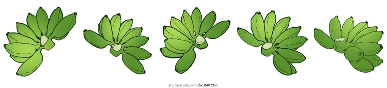 Green Banana Bunches – Tropical Herbal Fruit Illustration Set