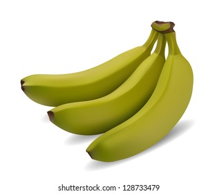  green banana bundle on a white background vector