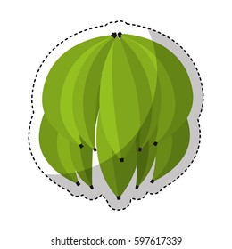 green banana isolated icon vector illustration design