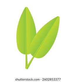 green banana leaf designer elements, tropical eucalyptus greenery art foliage leaves natural herbal in watercolor style. Decorative beauty elegant illustration for design