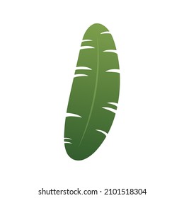 Green Banana leaf element, Vector, Illustration.
