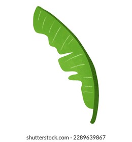 Green banana leaf isolated on white background  ,Summer symbol element ,hand drawing illustration , Vector EPS 10