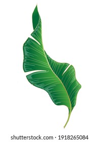 Green banana leaf on white background