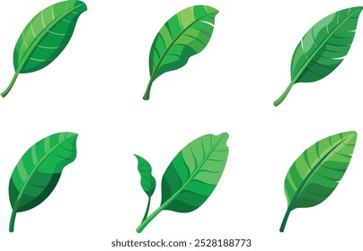 green banana leaf vector set tropical leaves summer plant organic nature illustration art graphic design island paradise beach holiday travel summer season vacation jungle natural tree vegan outline.