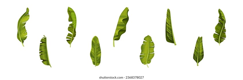 Green Banana Leaves and Decorative Tropical Foliage Vector Set