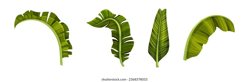 Green Banana Leaves and Decorative Tropical Foliage Vector Set