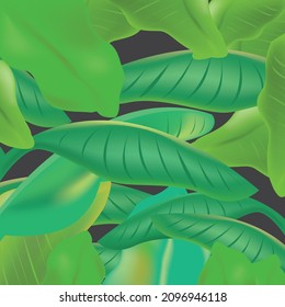 Green banana leaves on black background. green leaves pile vector illustration