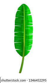green banana palm leaf on white background