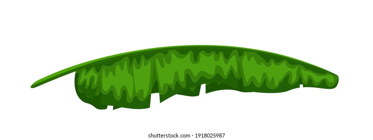 Green banana palm tree leaf isolated on white background