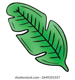 green banana palm tropical leaf. palm leaves. branch exotic plant. jungle and rainforest. stock vector cartoon flat illustration isolated on white background.