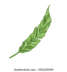 Green banana tree leaf isolated on white background. Tropical botanical element from jungle plant. Hand-drawn detailed colored vector illustration of Hawaiian foliage