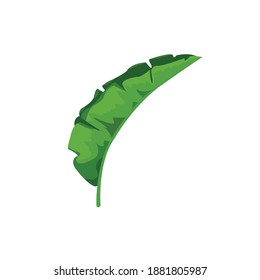 Green banana tree leaf vector design.
