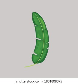 Green banana tree leaf vector design.