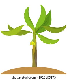 green Banana tree vector Flat 