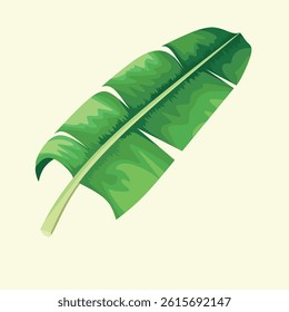 A Green Bananas Leaf Branch
