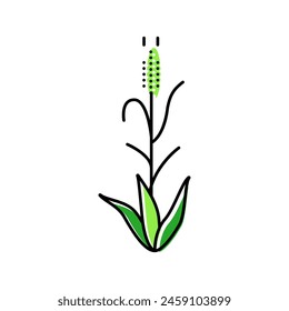 green barley plant color icon vector. green barley plant sign. isolated symbol illustration