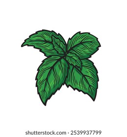 Green basil branch. Basil in line drawing style. Great for packing.