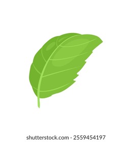 Green basil leaf isolated on white background. Vector cartoon flat illustration. Fragrant herb icon.