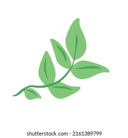 Green basil leaf on branch. Fresh culinary herbs. Aromatic Italian seasoning. Basilicum leaves, condiment, flavoring. Spice ingredient. Flat vector illustration isolated on white background