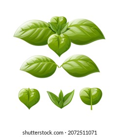 Green basil leaf. Spice greens, isolated on white background. Eps10 vector illustration.