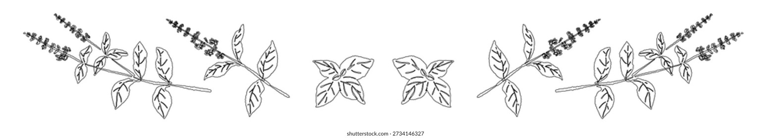 Hojas de albahaca verde línea divisor