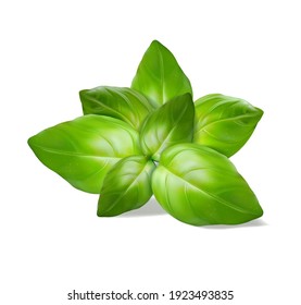 Green Basil Leaves. Vector Illustration.