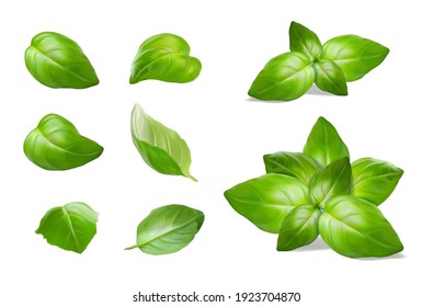 Green Basil Leaves. Vector Illustration.
