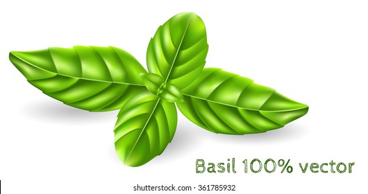 Green basil leaves. Vector illustration.