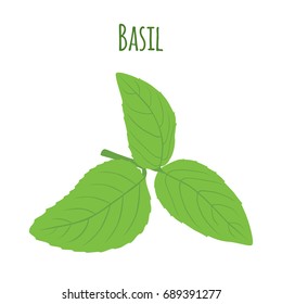 Green basil (Ocimum tenuiflorum) leaves, or tulasi. Vegetarian herbal condiment. Made in cartoon flat style. Vector illustration