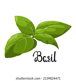 Green Basil On A White Background. Cartoon Design.
