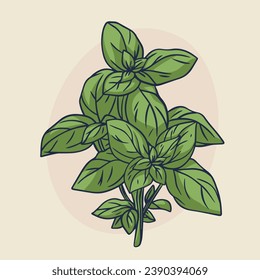 esbozo de planta de albahaca verde. ilustración de esquema dibujada a mano. dibujo vectorial de albahaca. albahaca aislada. ilustración vectorial. dibujo de líneas. hojas de albahaca verde.