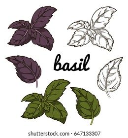 Green basil, purple basil vector illustration isolated on white background. Sketch style, cartoon style illustration. Cooking spicy ingredient