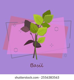 Green basil. Sprig with leaves. Cooking herbs concept. Vector illustration can be used for topics like botany, food, seasoning