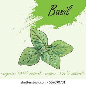 Green basil with stain on background. Vector emblem for design element in culinary, cooking ingredient, package decoration, sticker, label