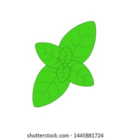 Green basil. Vector spice herb leaves icon. Vector emblem of green basil herb for design element