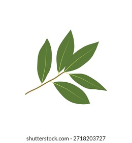Green Bay Laurel Leaf Vektor auf weißem Hintergrund