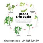 Green Bean Life Cycle Diagram for Science Education development process scheme illustration, Different  plant stages examples with bean seeds, germination, seedling, Self reproduction explanation.