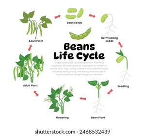 Green Bean Life Cycle Diagram for Science Education development process scheme illustration, Different  plant stages examples with bean seeds, germination, seedling, Self reproduction explanation.