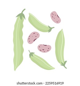 Green bean pods and beans. Legume, vegetables. Source of protein food for vegetarian. Cartoon flat vector illustration.