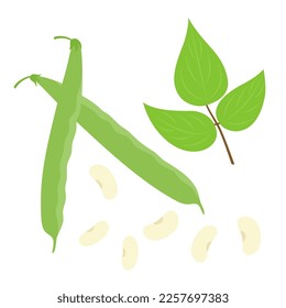 Green beans. Flat style. Vector illustration 