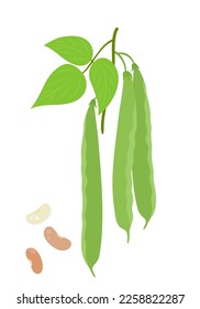 Green beans. Flat style. Vector illustration 