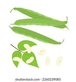 Green beans. Flat style. Vector illustration 