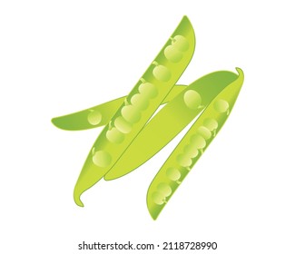 Green Beans illustration in high resolution for many type of use.