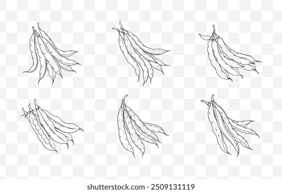 Green Beans Line Art Vector Set - Elegant and Detailed Illustrations of Fresh and Crisp Green Beans