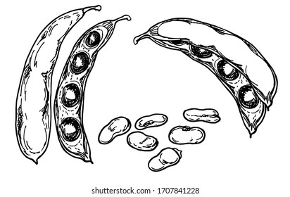 Green beans sketch. Detailed hand drawn black and white vector illustration set of string bean, leaf. Sketch.