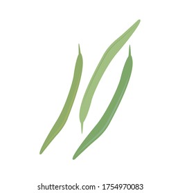 Green Beans, Vegetable Icon Vector Illustration Background