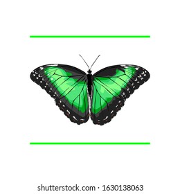 green beautiful butterfly vector image