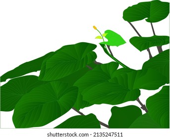 green and beautiful leaf vector on white background