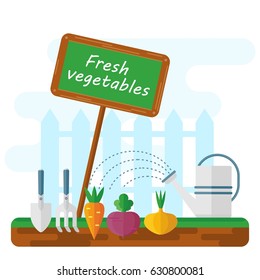 Green bed with vegetables, watering can and garden tools. Fresh market sign logo. Flat vector cartoon illustration. Objects isolated on a white background.