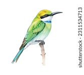 Green Bee eater bird watercolor paint ilustration